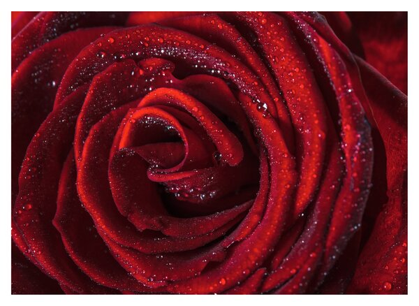 Staklena slika - Crvena ruža s kapljicama rose (70x50 cm)