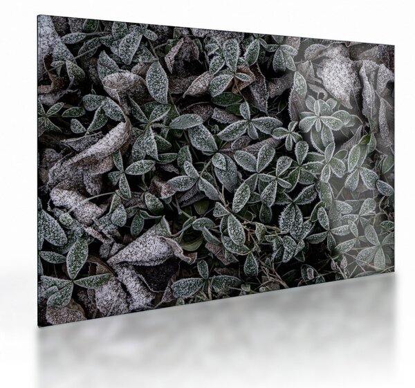 Staklena slika - Smrznute biljke (70x50 cm)