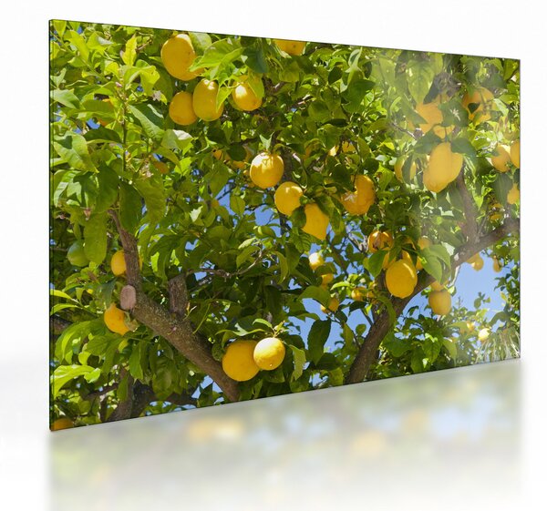 Staklena slika - Limun (70x50 cm)