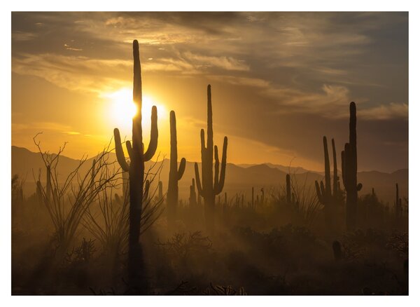 Staklena slika - Saguaro kaktusi (70x50 cm)