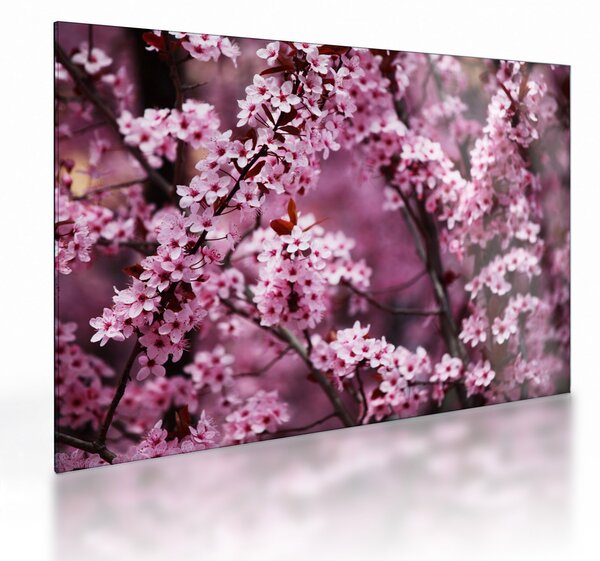 Staklena slika - Ružičasta sakura (70x50 cm)