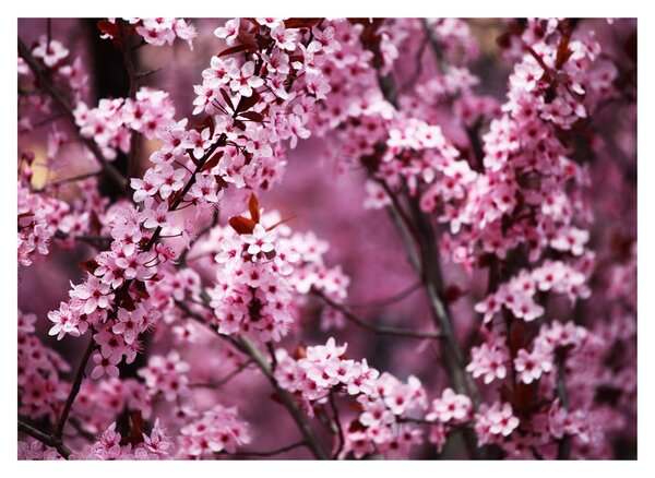 Staklena slika - Ružičasta sakura (70x50 cm)