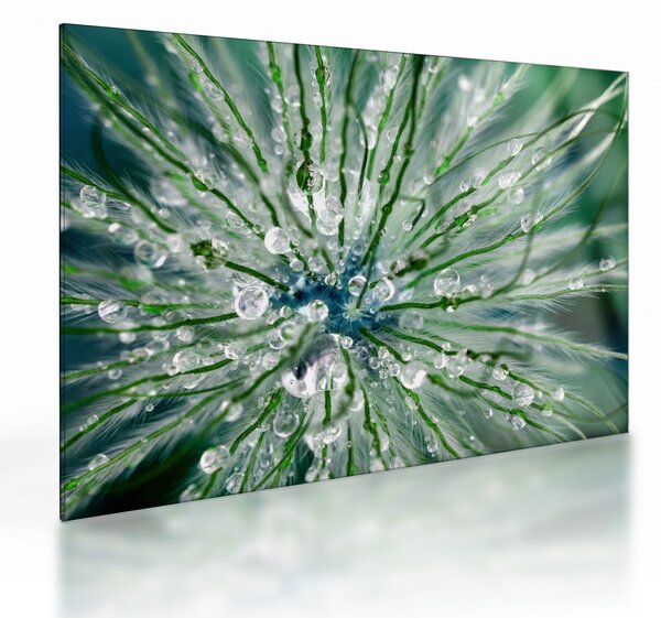 Staklena slika - Makro slika cvijeta (70x50 cm)