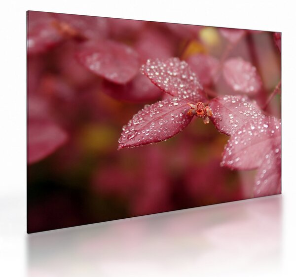 Staklena slika - Makro slika ulaznice (70x50 cm)