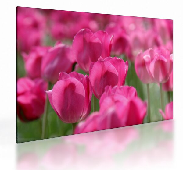 Staklena slika - Ružičasti tulipani (70x50 cm)
