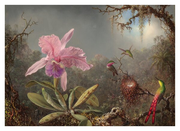 Staklena slika - Martin Johnson Heade, Cattleya Orchid and Three Hummingbirds, reprodukcije (70x50 cm)