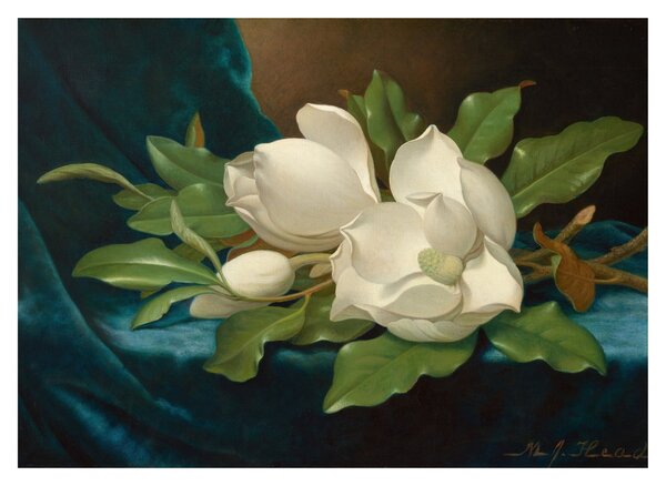 Staklena slika - Martin Johnson Heade, Giant Magnolias on a Blue Velvet Cloth, reprodukcije (70x50 cm)