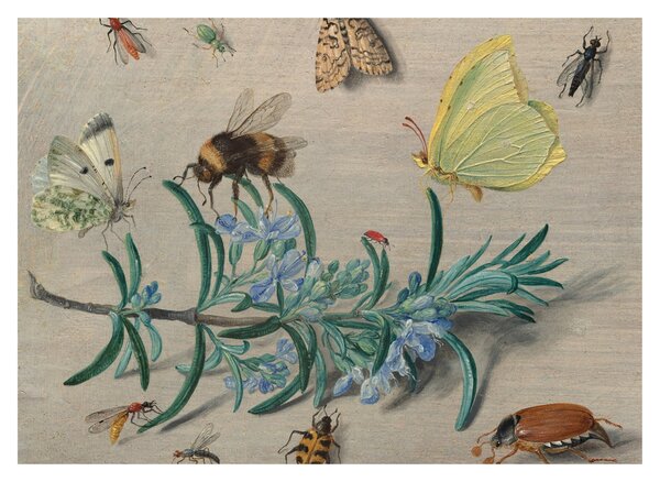 Staklena slika - Jan van Kessel the Elder, Insects and a Sprig of Rosemary, reprodukcije (70x50 cm)