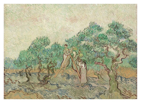 Staklena slika - Vincent van Gogh, The Olive Orchard, reprodukcije (70x50 cm)