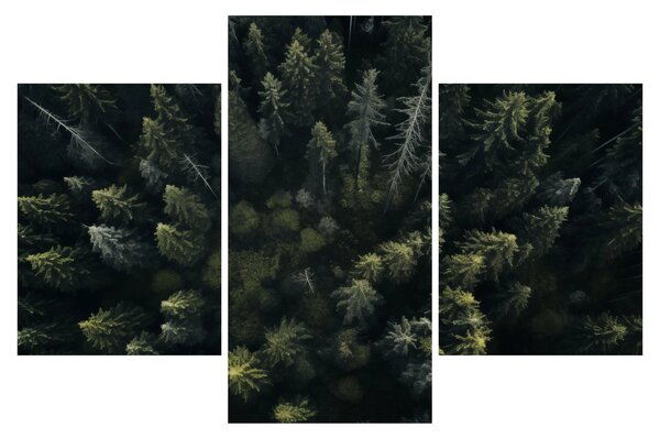 Slika - Šuma (90x60 cm)