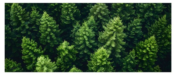 Slika - Šuma (120x50 cm)