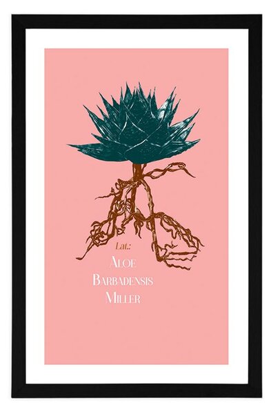 Plakat s paspartuom i natpisom Aloe Barbadensis Miller