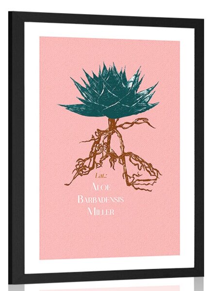 Plakat s paspartuom i natpisom Aloe Barbadensis Miller