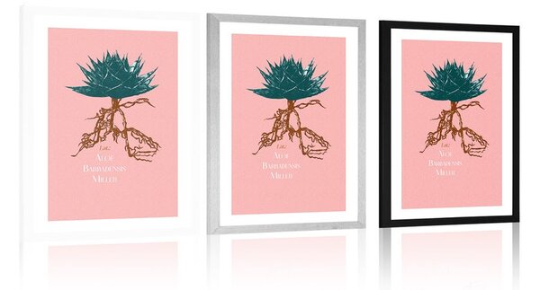 Plakat s paspartuom i natpisom Aloe Barbadensis Miller