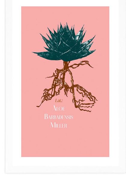 Plakat s paspartuom i natpisom Aloe Barbadensis Miller