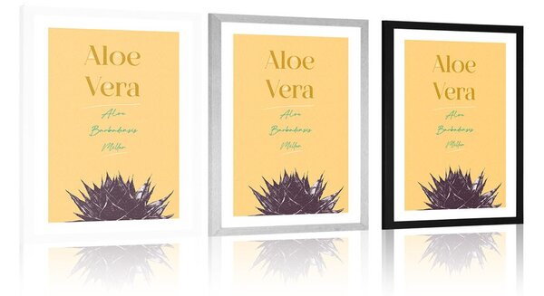 Plakat s paspartuom i stilskim natpisom Aloe Vera