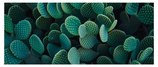 Slika - Opuntia (120x50 cm)