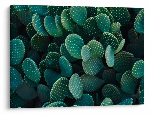 Slika - Opuntia (70x50 cm)