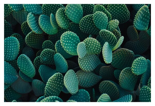 Slika - Opuntia (90x60 cm)