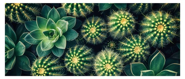 Slika - Kaktusi (120x50 cm)