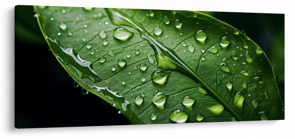 Slika - List poslije kiše (120x50 cm)