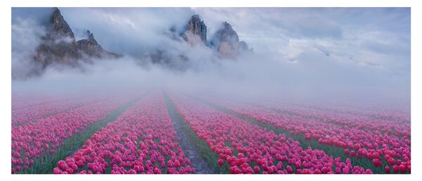 Slika - Krajolik s poljima tulipana (120x50 cm)