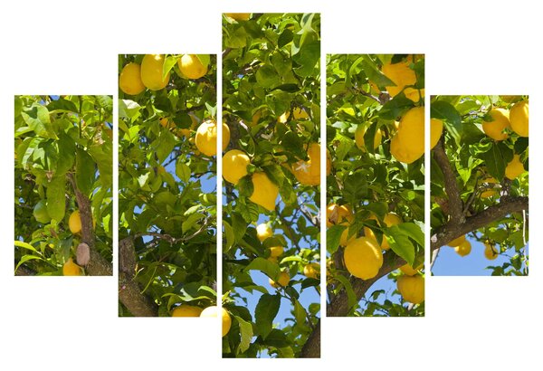 Slika - Limun (150x105 cm)