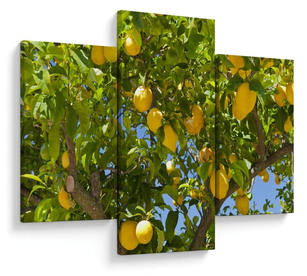 Slika - Limun (90x60 cm)