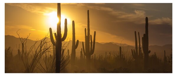 Slika - Saguaro kaktusi (120x50 cm)