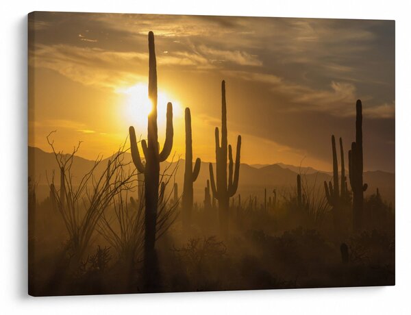 Slika - Saguaro kaktusi (70x50 cm)