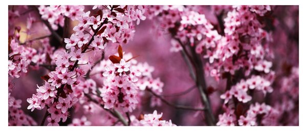 Slika - Ružičasta sakura (120x50 cm)