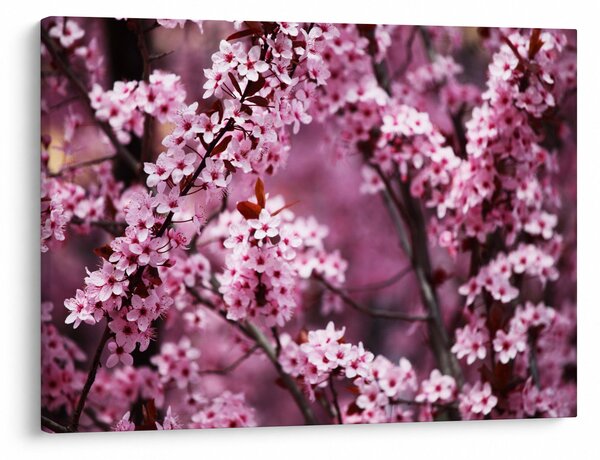 Slika - Ružičasta sakura (70x50 cm)