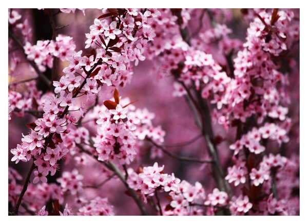 Slika - Ružičasta sakura (70x50 cm)