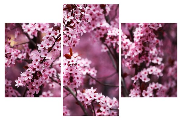 Slika - Ružičasta sakura (90x60 cm)