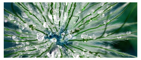 Slika - Makro slika cvijeta (120x50 cm)
