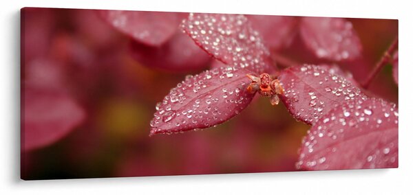 Slika - Makro slika ulaznice (120x50 cm)