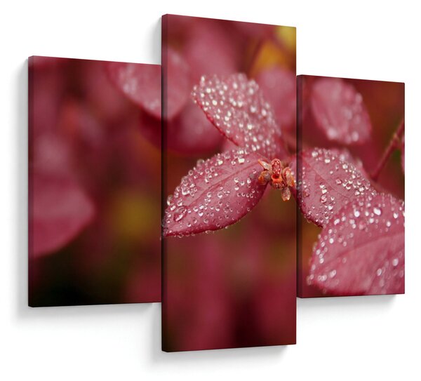 Slika - Makro slika ulaznice (90x60 cm)