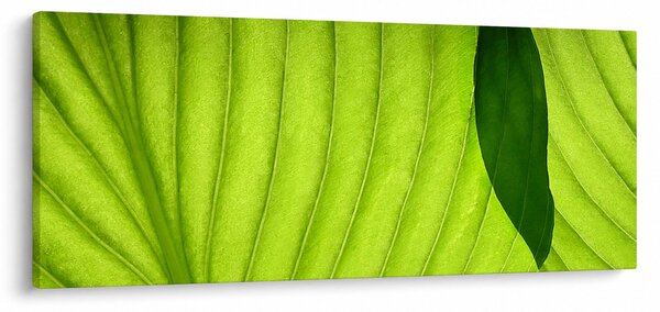 Slika - Detalj zelenog lista (120x50 cm)