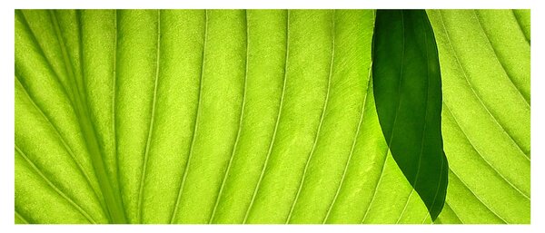 Slika - Detalj zelenog lista (120x50 cm)