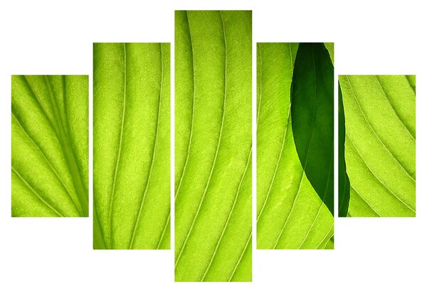 Slika - Detalj zelenog lista (150x105 cm)