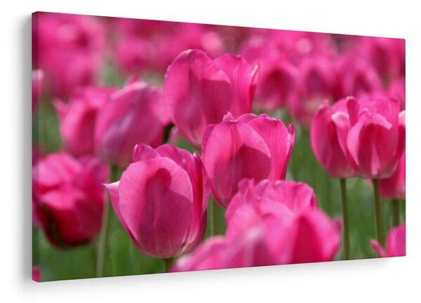 Slika - Ružičasti tulipani (90x60 cm)
