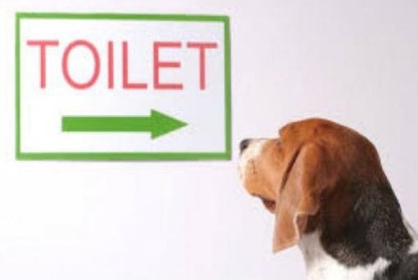 WC ili Toalet za pse Green Trainer