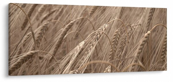 Slika - Zlatno polje (120x50 cm)