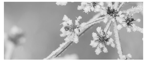 Slika - Smrznuta biljka (120x50 cm)