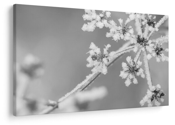Slika - Smrznuta biljka (90x60 cm)