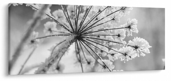 Slika - Cvijet zimi (120x50 cm)
