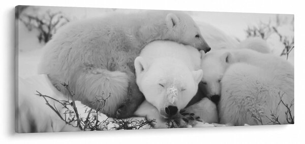 Slika - Polarni medvjedi (120x50 cm)