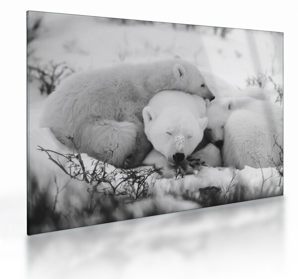 Staklena slika - Polarni medvjedi (70x50 cm)