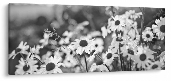 Slika - tratinčice (120x50 cm)