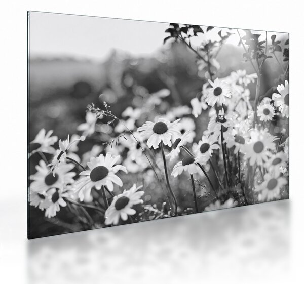 Staklena slika - tratinčice (70x50 cm)